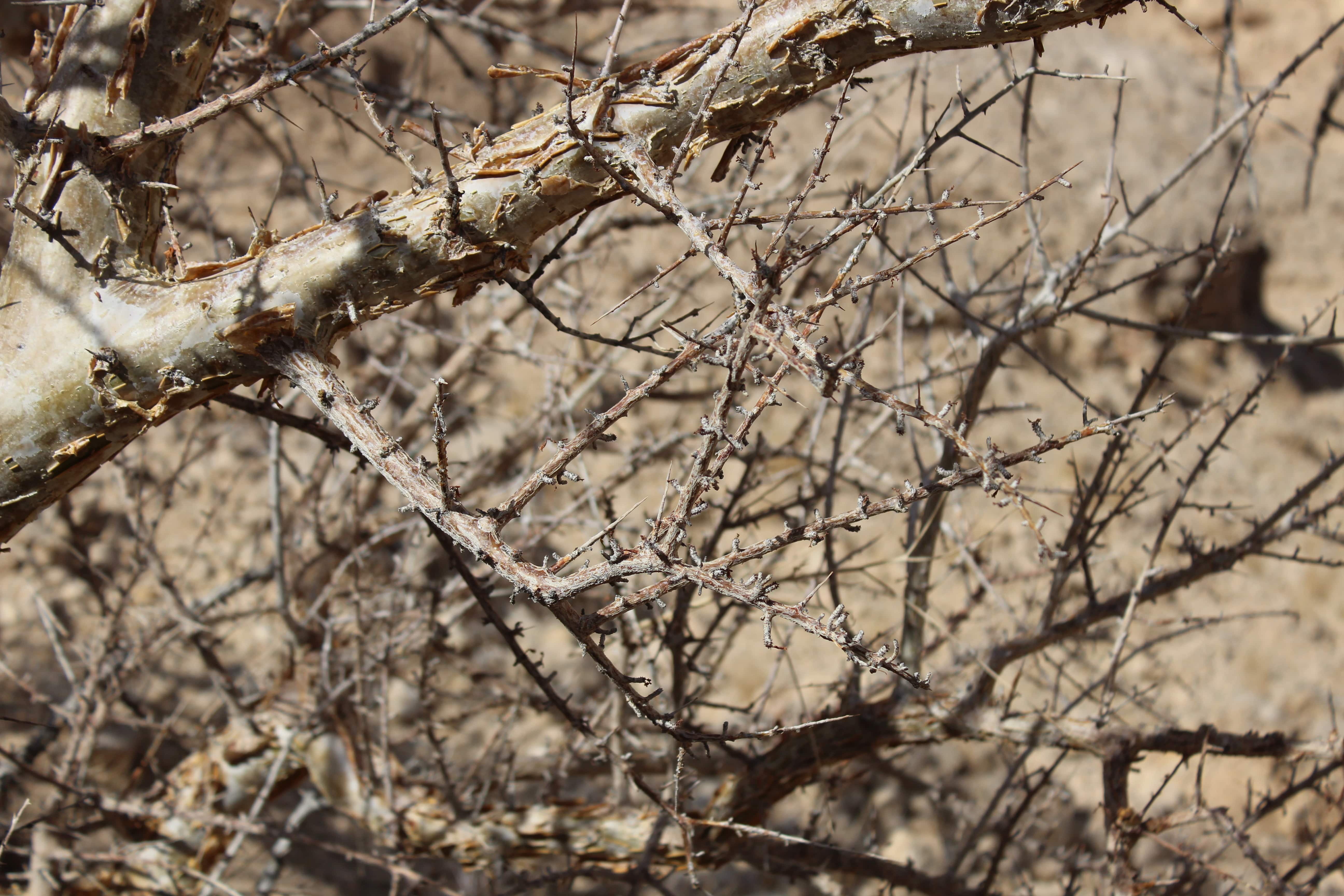 Plant Image